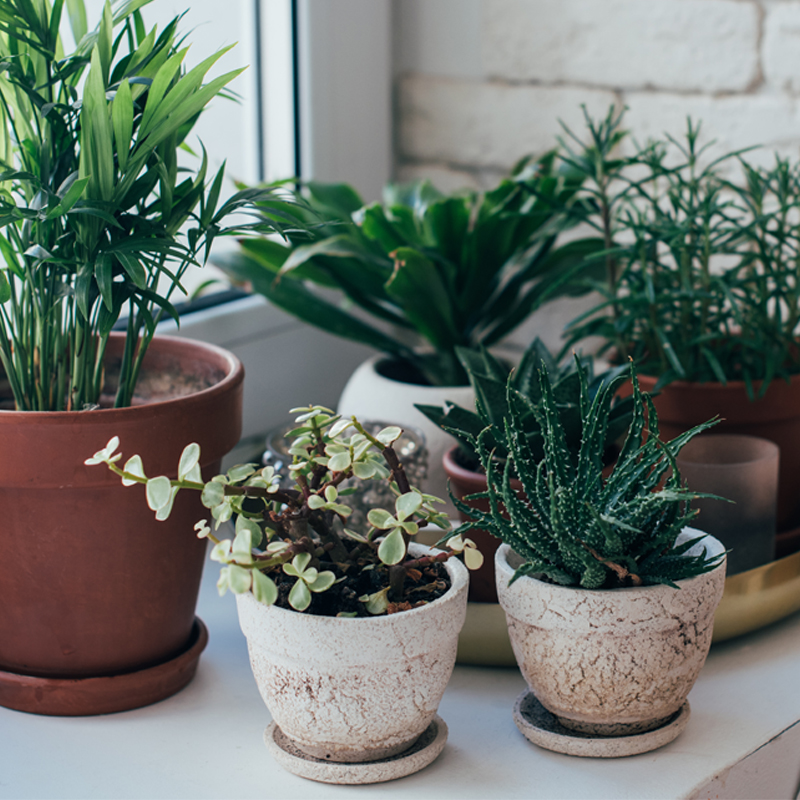 Houseplant Care