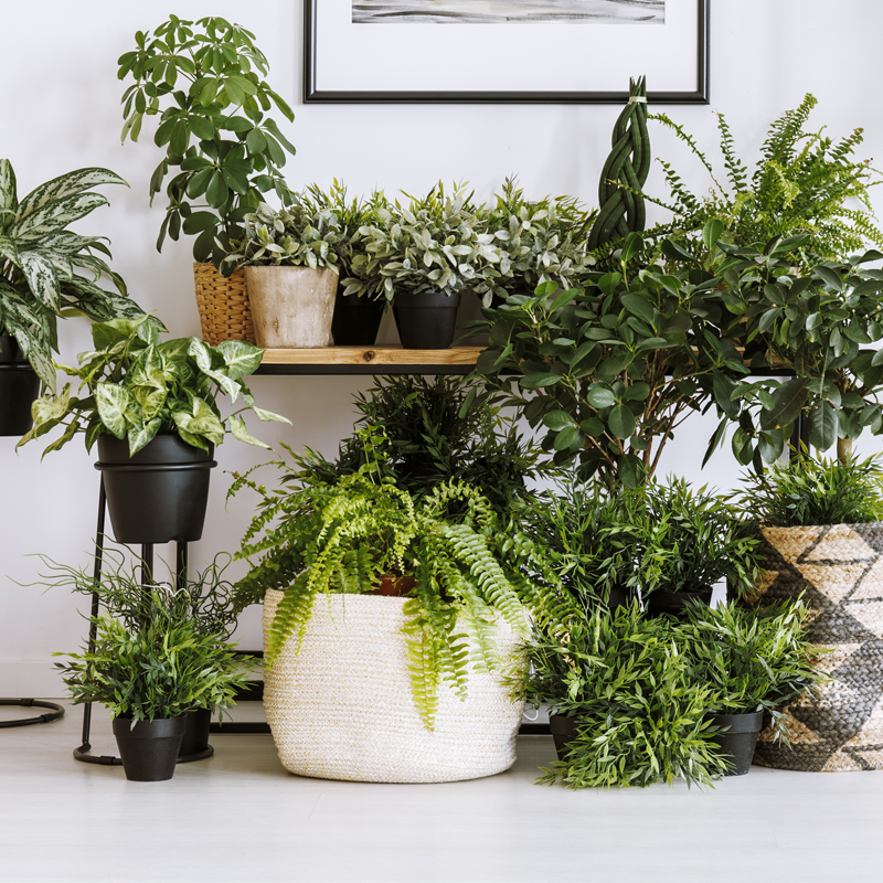 Houseplants